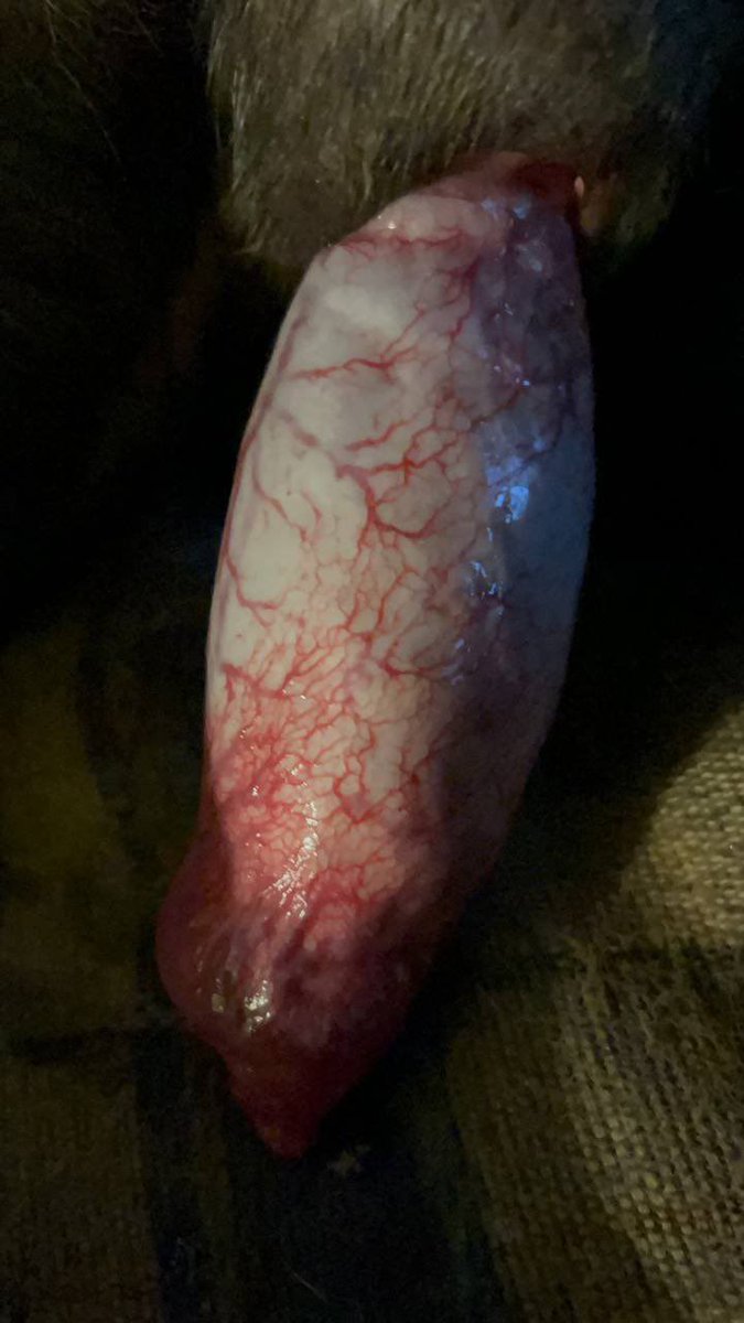 Princess Stephanie 🐾 tweet media