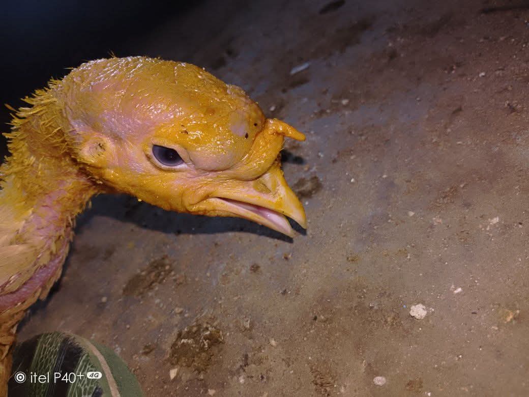 Tope A teacher & A Farmer I Will Never Give Up 💪) tweet media