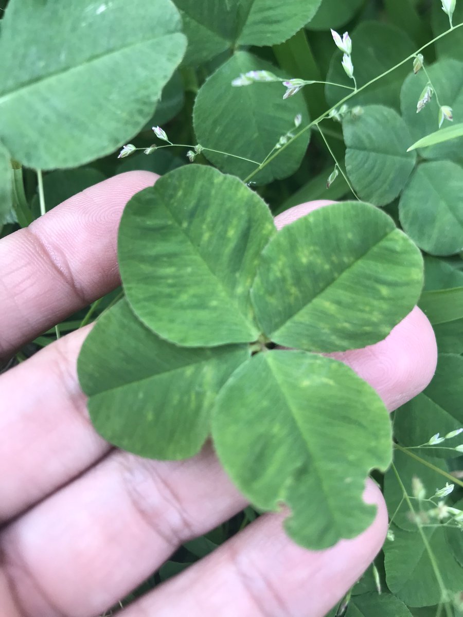 Clemente di Nuzzo tweet media