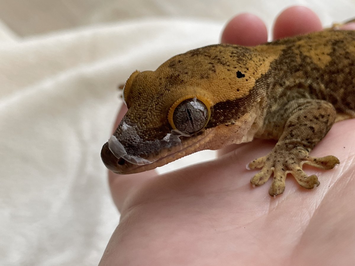 シュモ tweet media