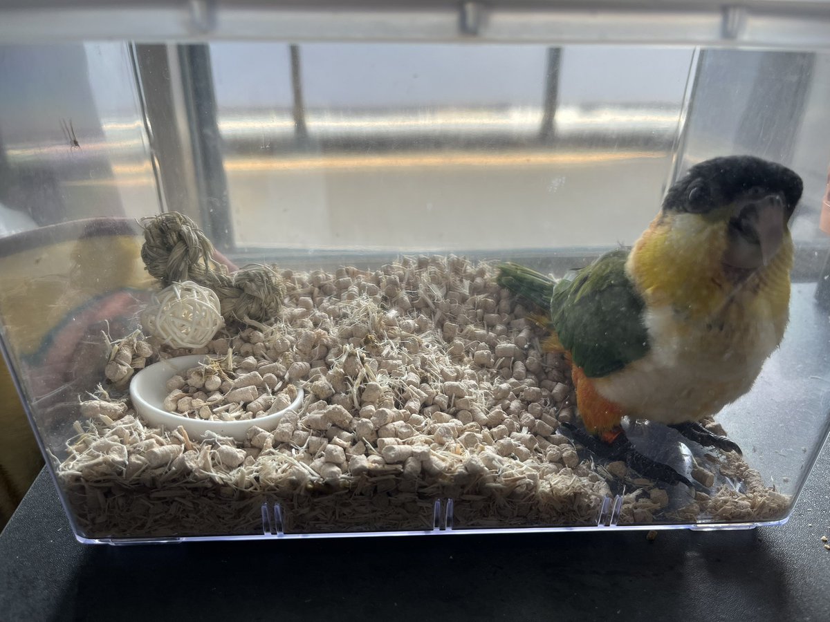 まいく tweet media