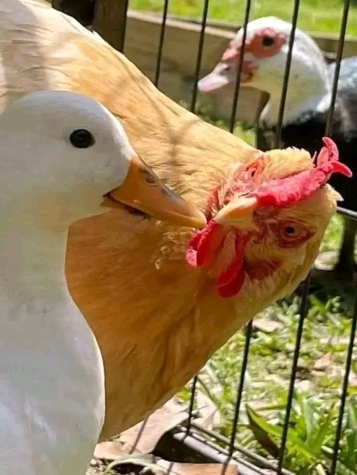 PemadeArt | Comms Closed! tweet media