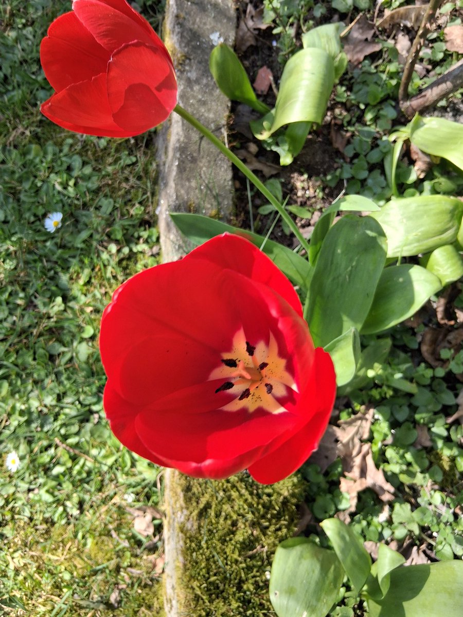 Lady Gogo tweet media