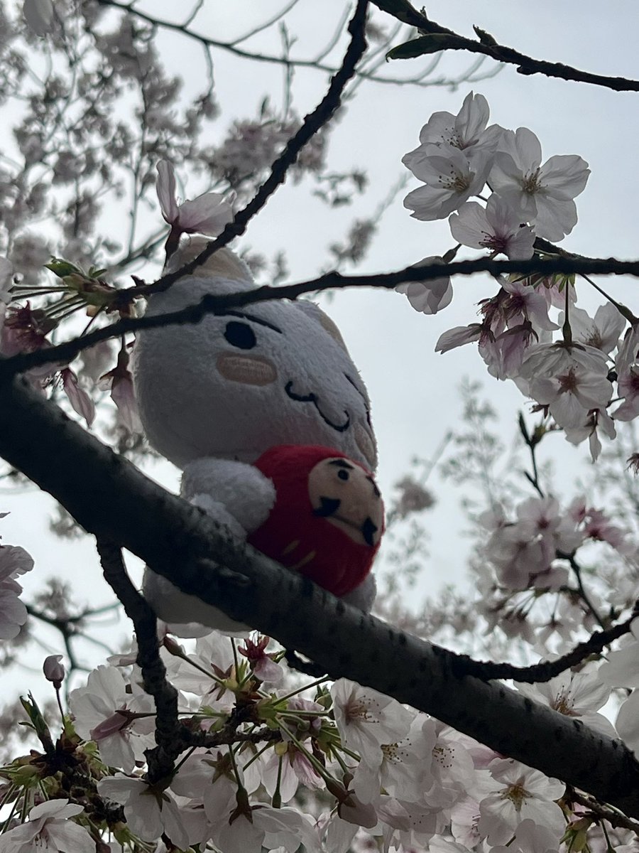 お花見に来ました