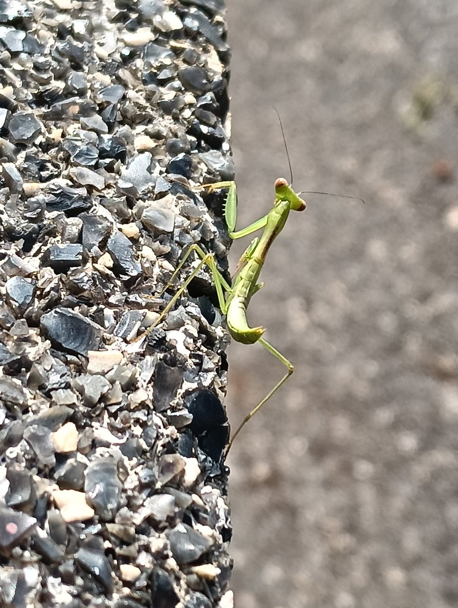 Oxtro Vaxnio 🐹 『 ARTURA 』 tweet media