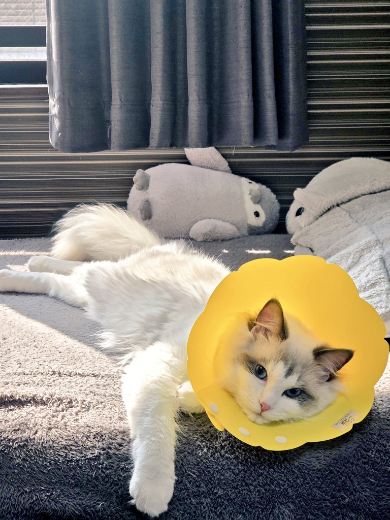 ちょも tweet media