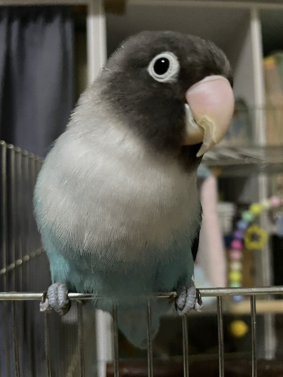 岡崎市矢作町にて
3月20日に居なくなった
ボタンインコの『ソラ』を
探しています。
まだ保護出来ておりません。

3/20以降の目撃または、
保護、似た鳥を拾って育ててる方はご連絡下さい。
#岡崎 #安城
#迷子 #インコ
#ボタンインコ
#行方不明
#保護