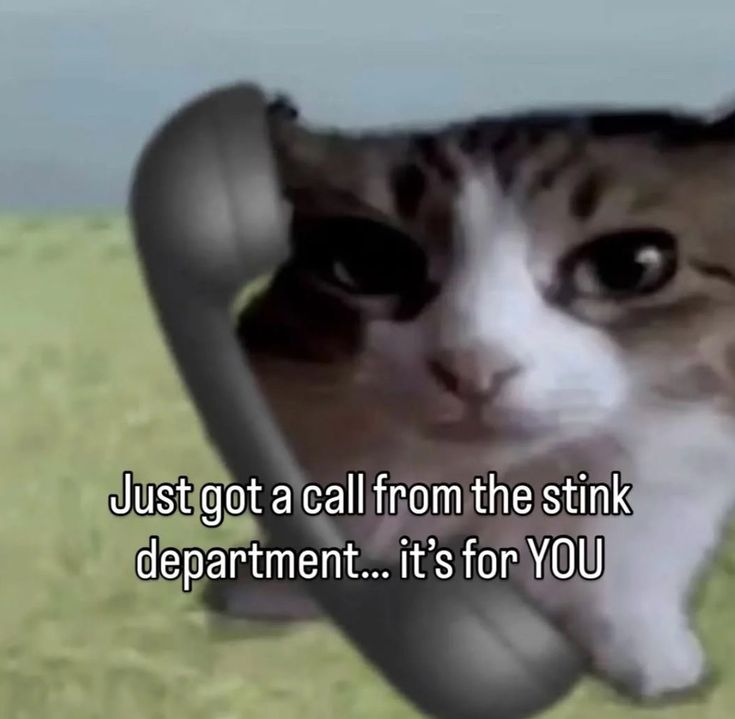 Cat Posted (@catposted) on Twitter photo 