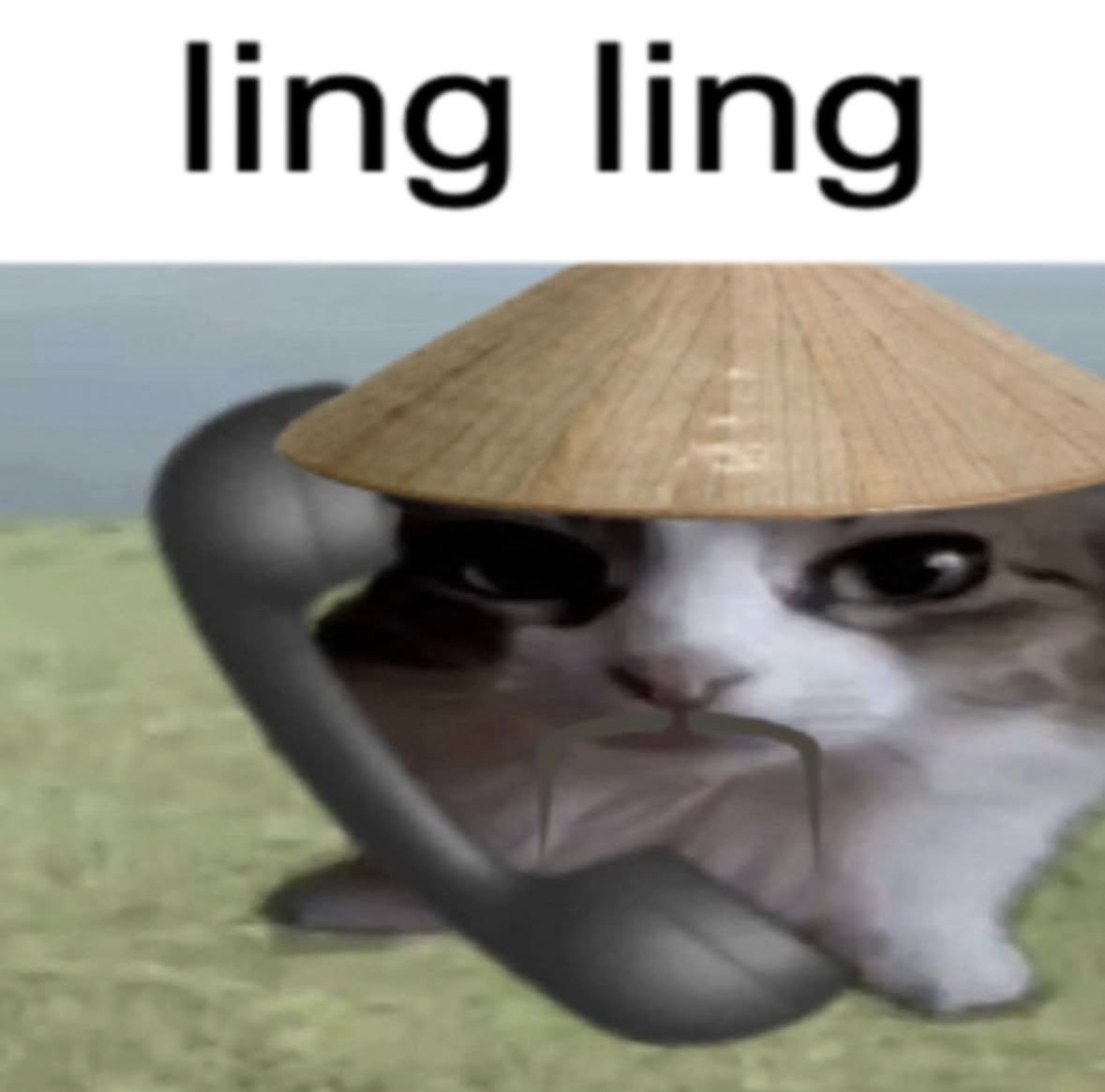 raccoon aesthetic. tweet media