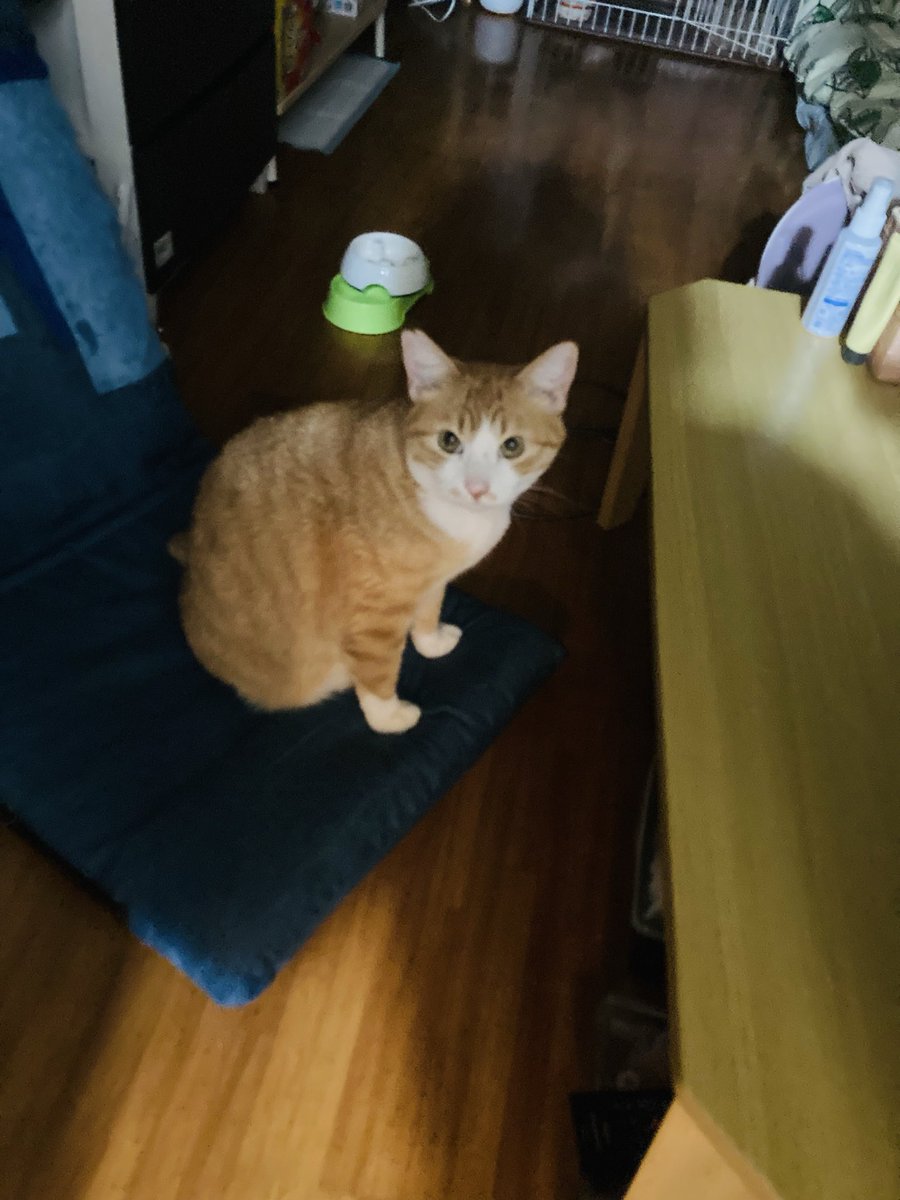 シャシャ tweet media