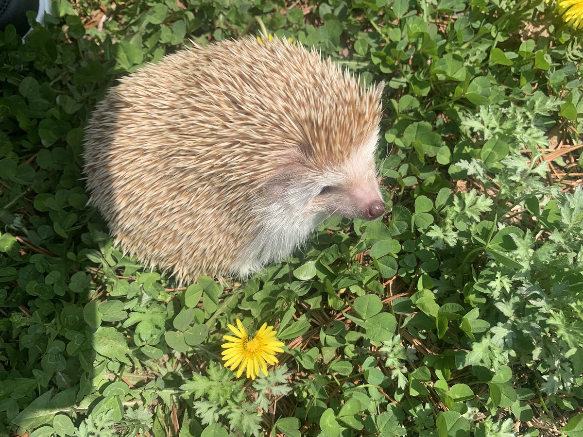 셉입니다. tweet media