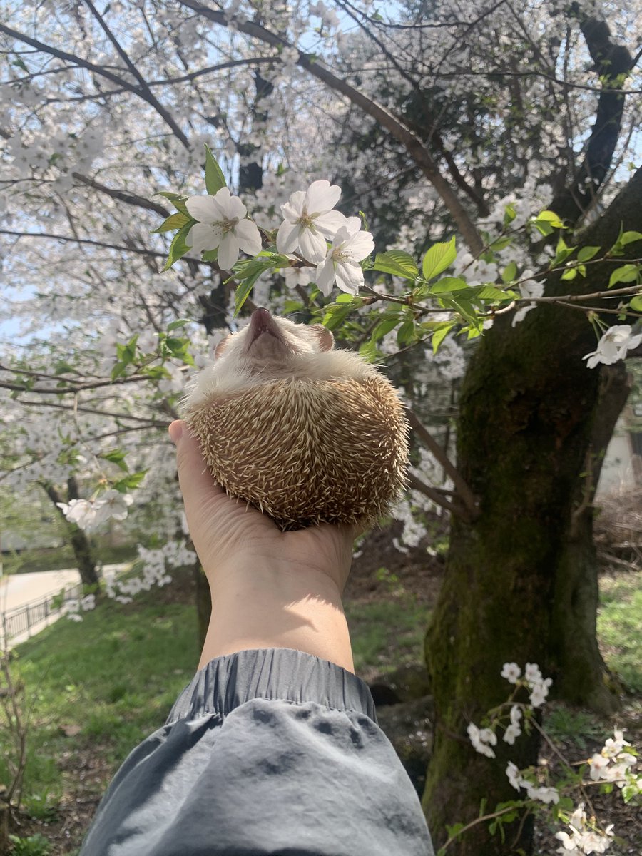 셉입니다. tweet media