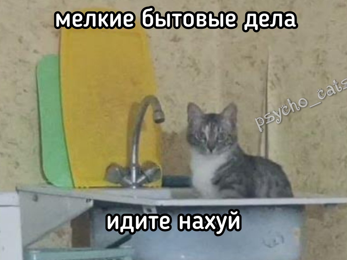 психокоты tweet media