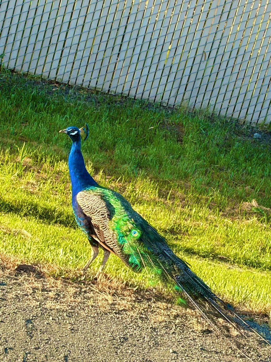 Kingsman tweet media