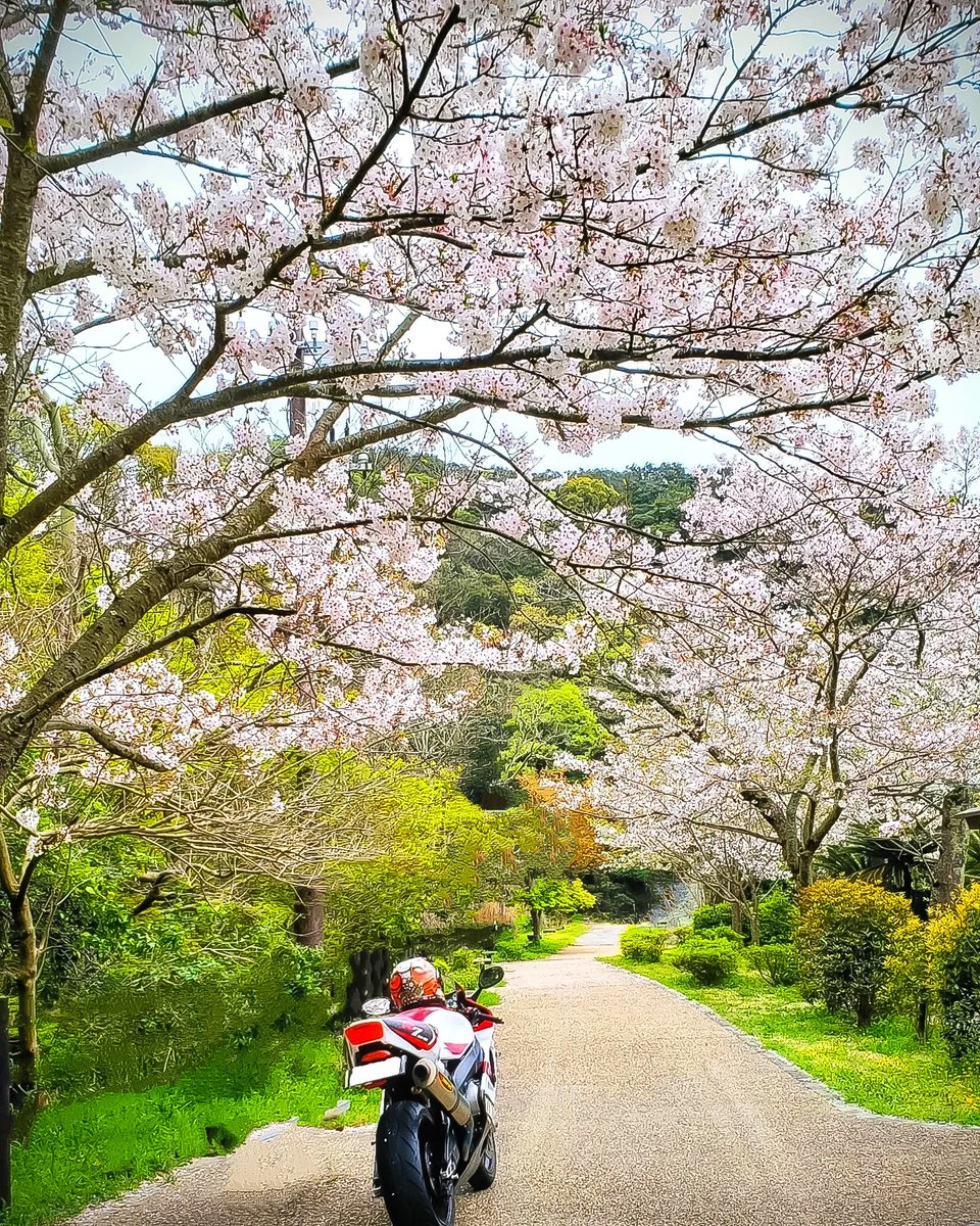 killer4638's tweet photo. 桜の季節やね〜
花見らしい花見も、ここ数年してないな…
#yzfr7
#ow02
#yamaha https://t.co/IrbRXfV4Oy
