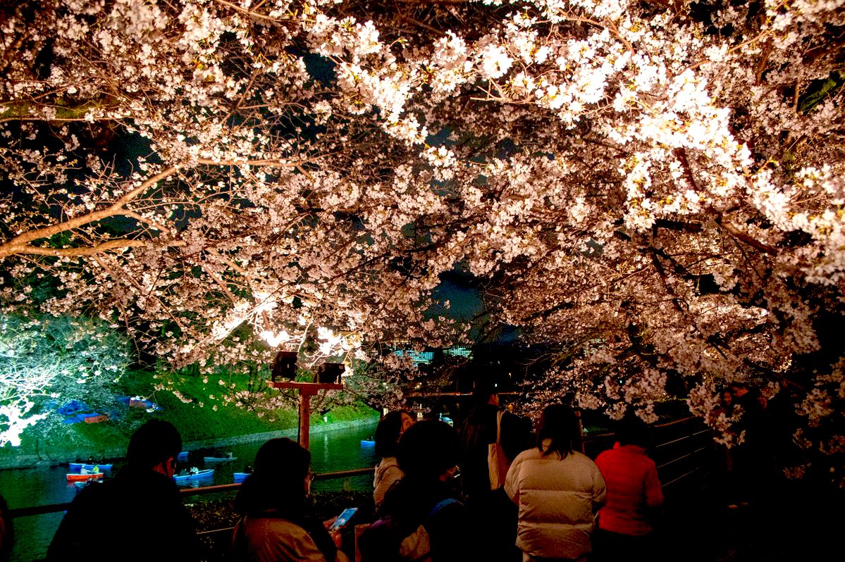 きのはな tweet media