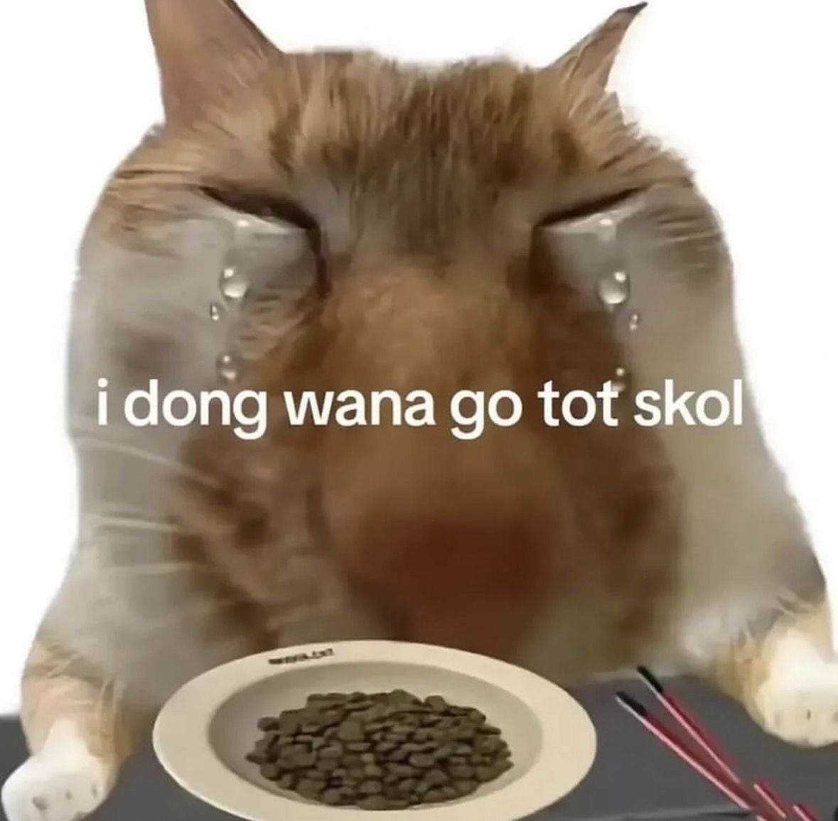 raccoon aesthetic. tweet media