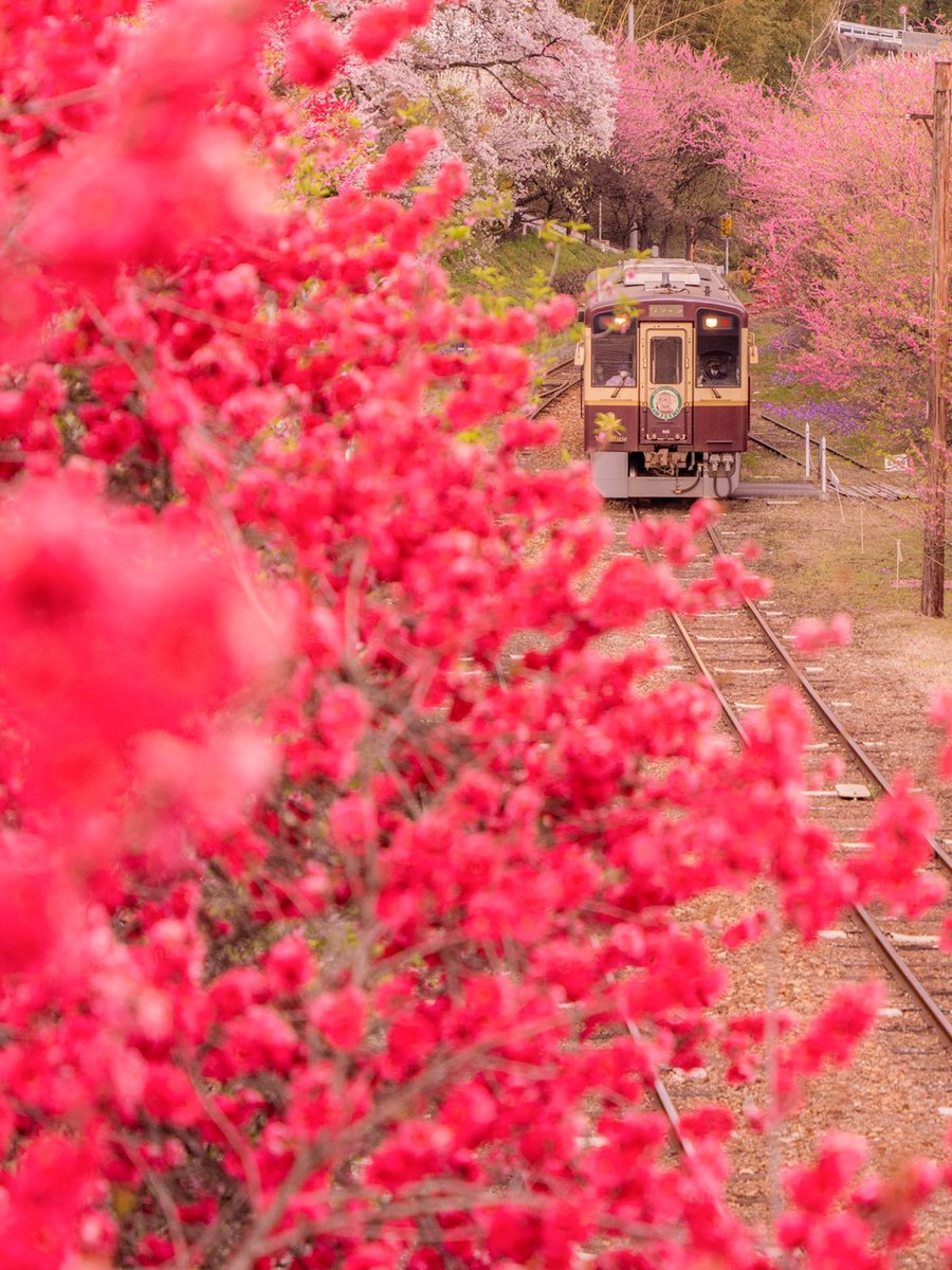 撮り鉄女子-セイモモヨ tweet media