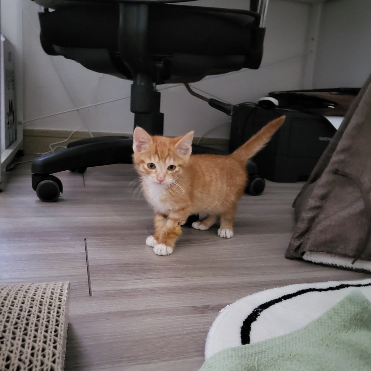 환타와바위 tweet media