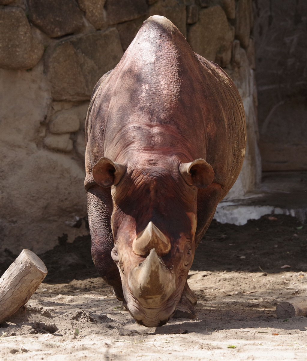 クロサイ骨格と骨には残らない毛角(シロサイ)。 上野動物園にはヒガシクロサイ。2頭中1頭は借り受けている横浜市金沢動物園に返還予定。 #超危険生物展