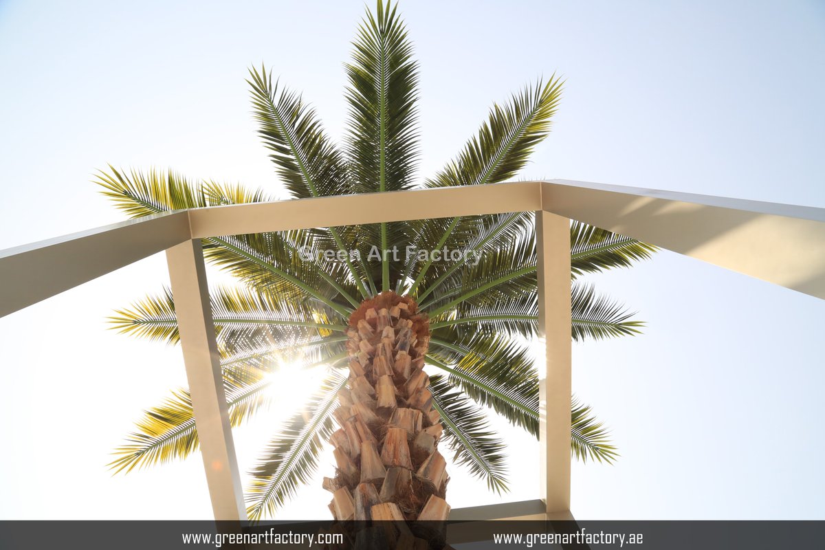 Greenmosswall's tweet image. 🌴 Luxury Event Setup with Twin Date Palms 🌴

🌐 greenartfactory.ae
☎ Voice/WhatsApp: +971 56 95 88 315 
📧 info@greenartfactory.com
.
.
.
#GreenArtFactory #ProjectThrowback #DatePalmTrees #EventDecor #ArtificialPalm #RealPalmTrunk #FRUV #HighQualityMaterials #EventRental