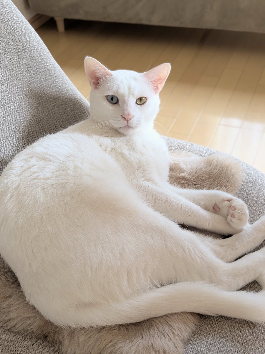 emy@保護猫とレオパと平屋一人暮らし tweet media