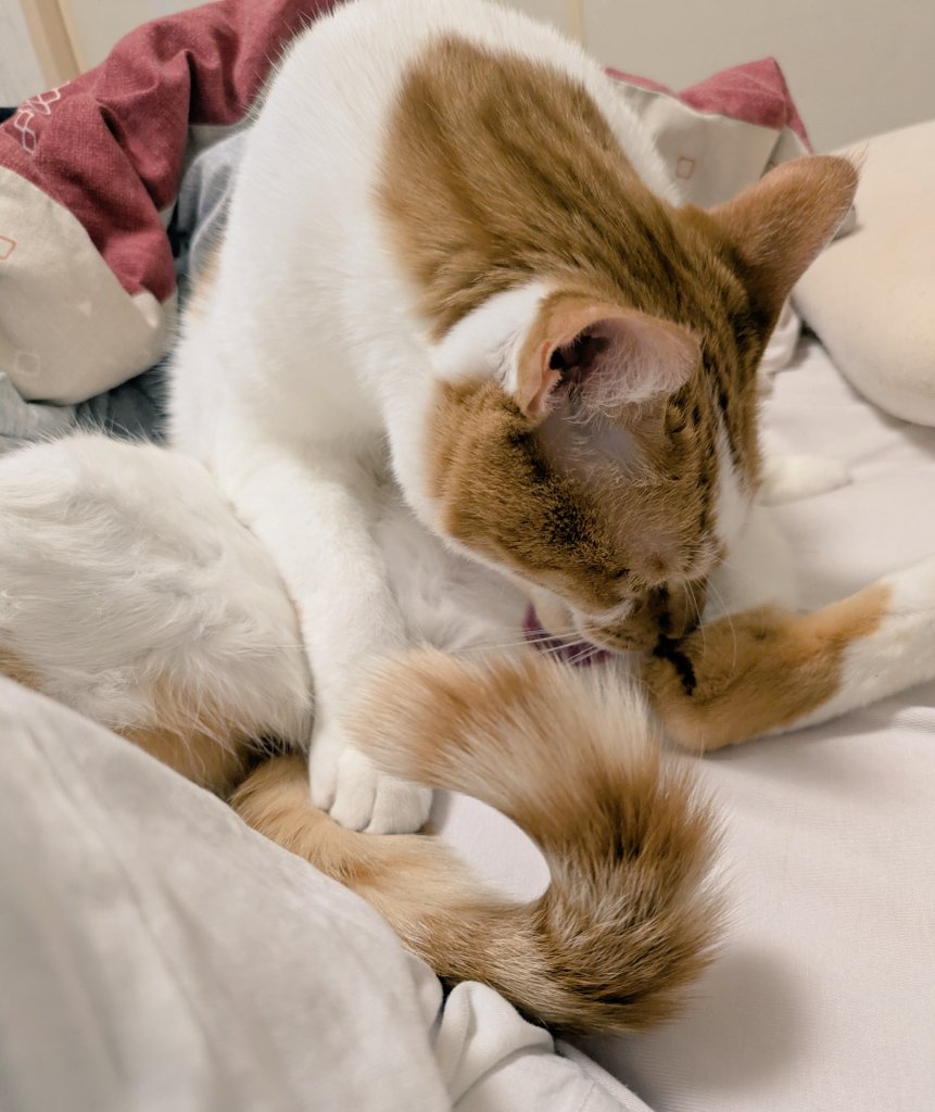 おはようございます。
こちら朝の猫氏。毛繕い姿はいつ見ても可愛い。
#猫 #猫のいる暮らし