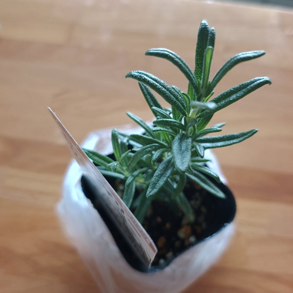 3魔女すずめ🐥🐻🇬🇧✈️🇯🇵 tweet media