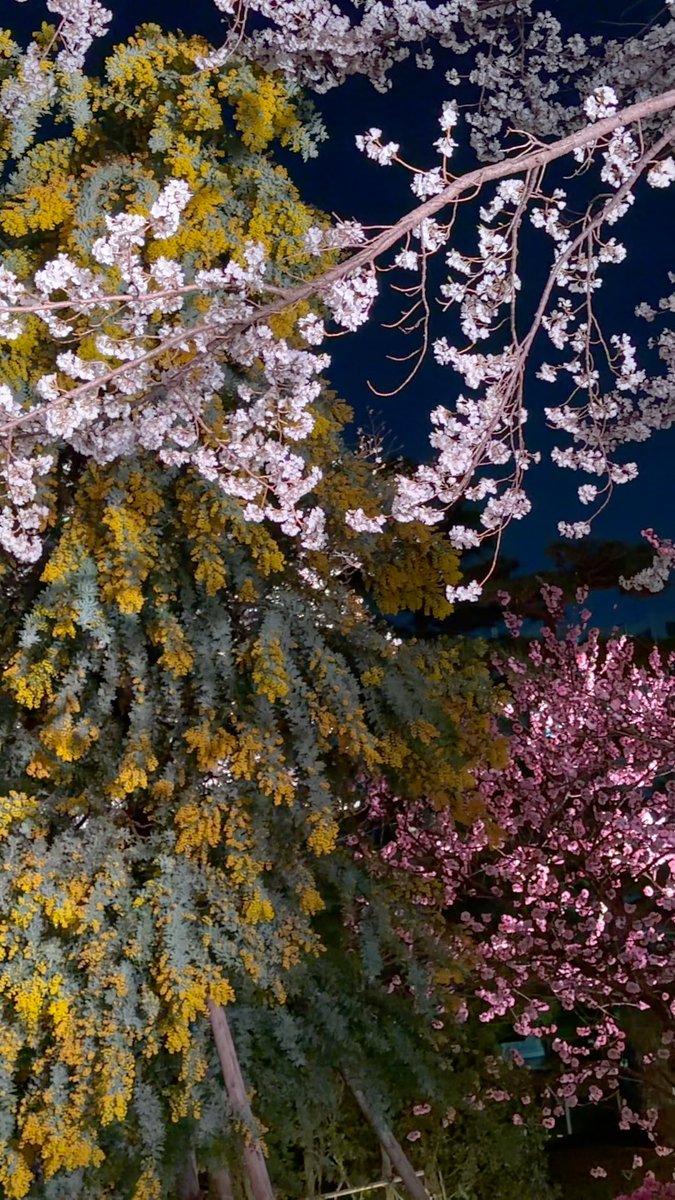 あいいろ tweet media