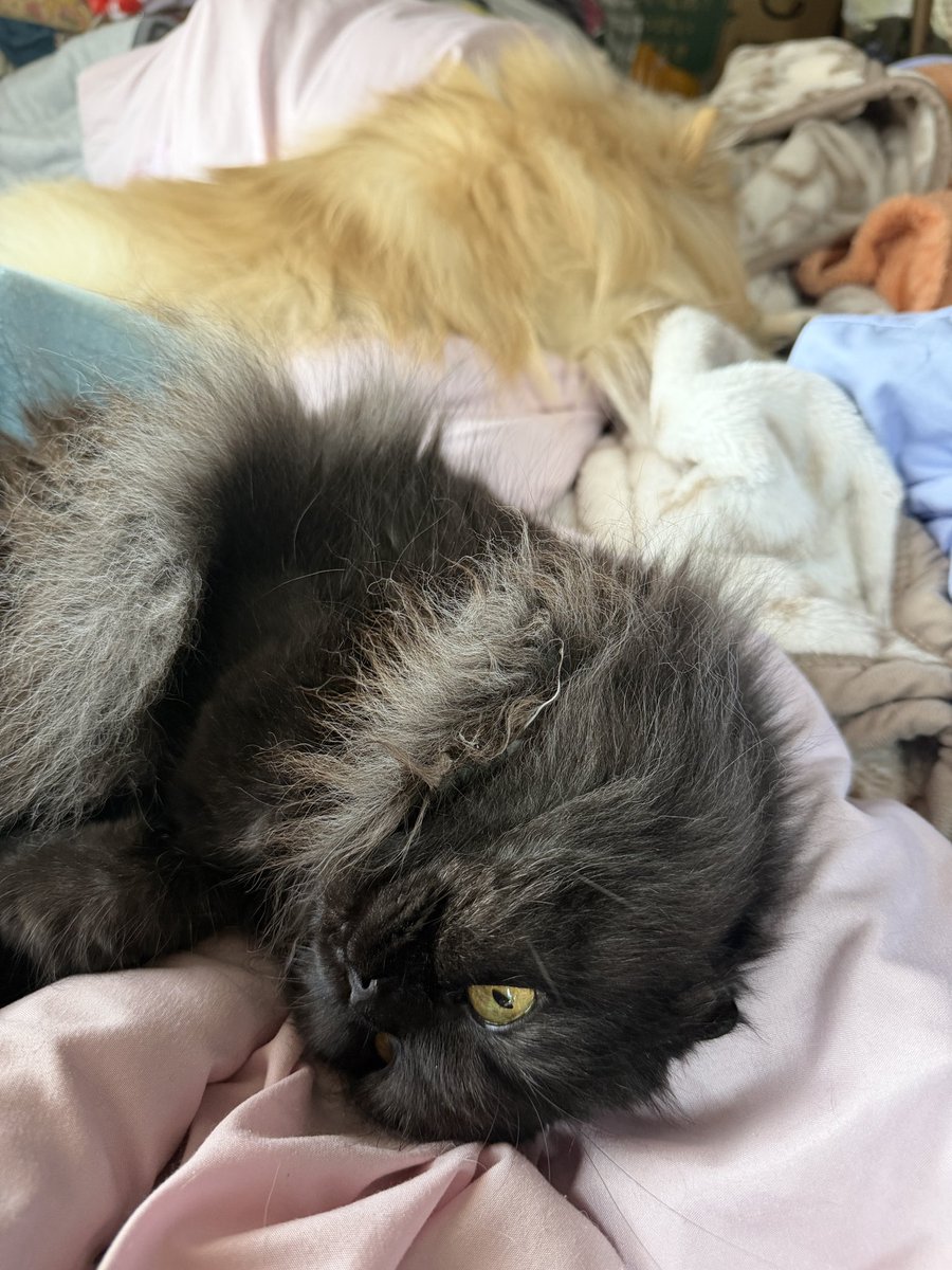 くらふとおれお@お人形遊びしたい tweet media