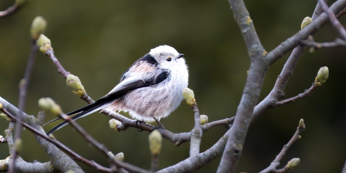 Andreas Pucher tweet media