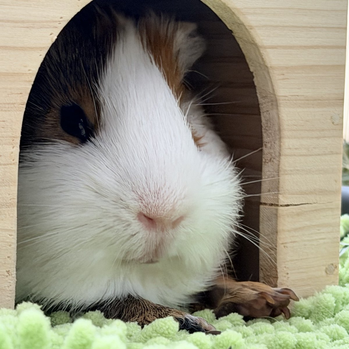 ちくわ tweet media