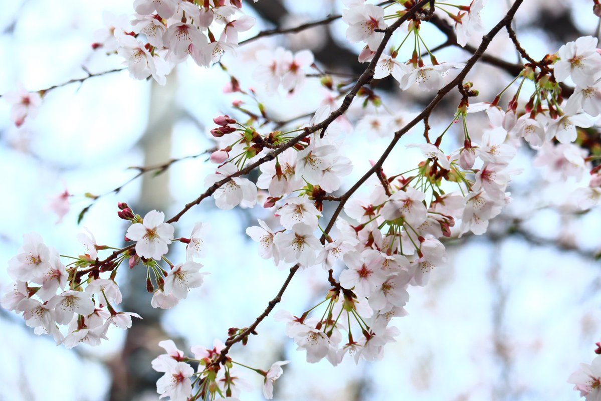 相模原市シティプロモーション tweet media