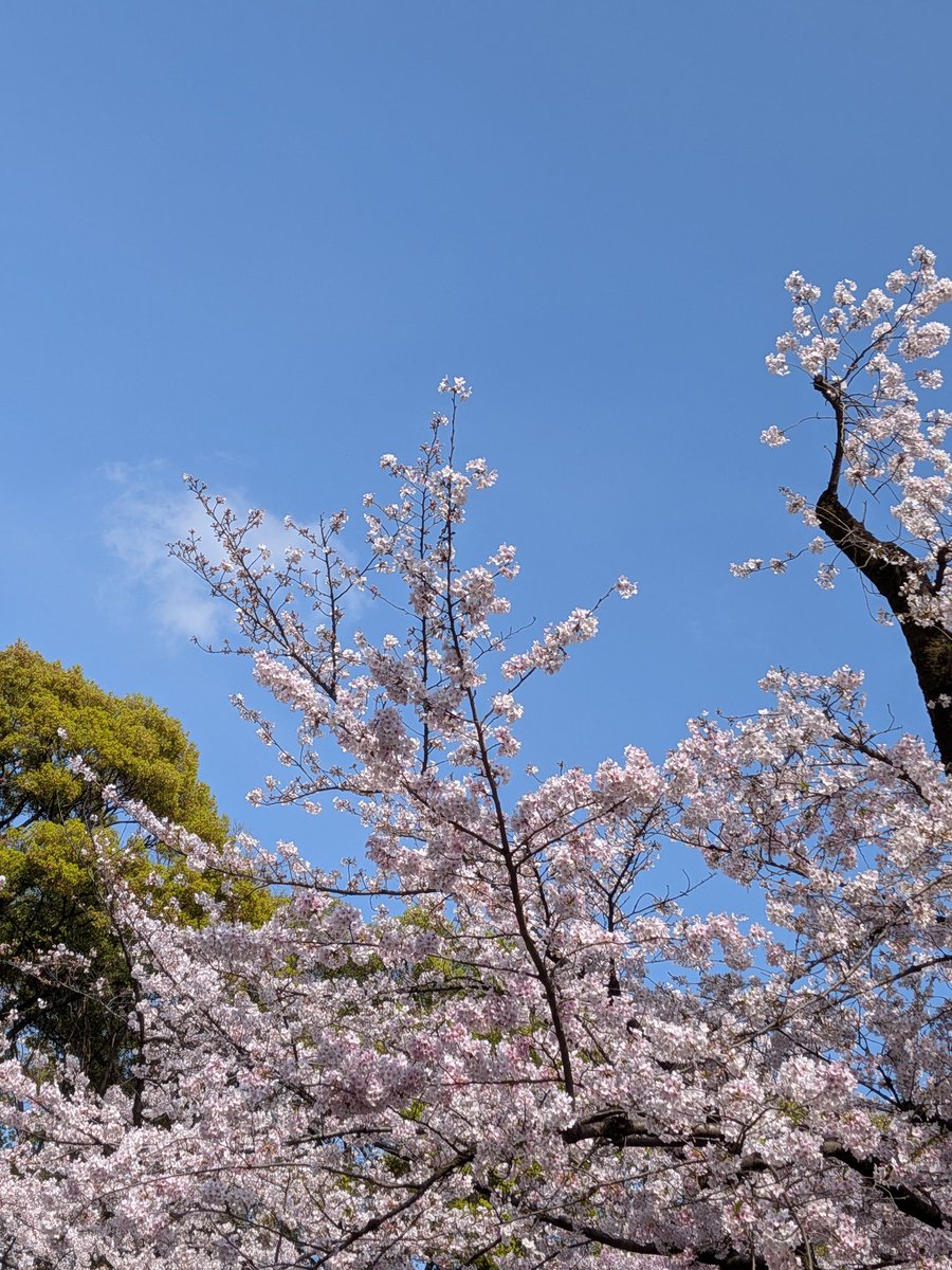 ぼうずんだ tweet media