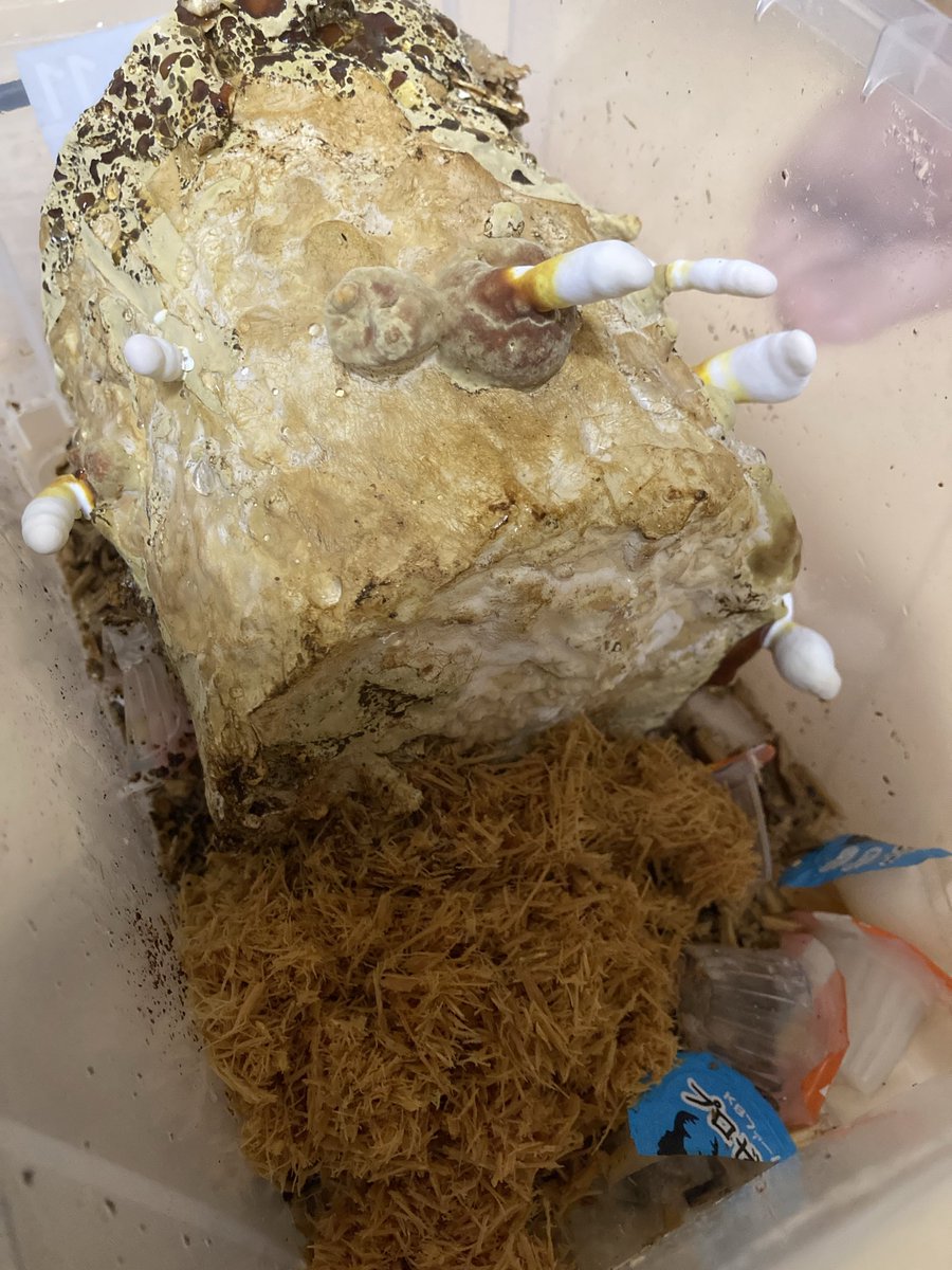 地黒ですけど tweet media