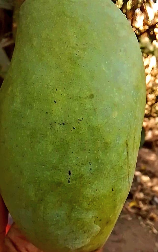 priscanall's tweet photo. Backyard mango fresh like this 🥭 
Sliced and eaten straight from tree - zero middlemen tax. 

This na real food sovereignty. 

If you like mangoes?Drop "Backyard"👇 https://t.co/p9S6LSafE0