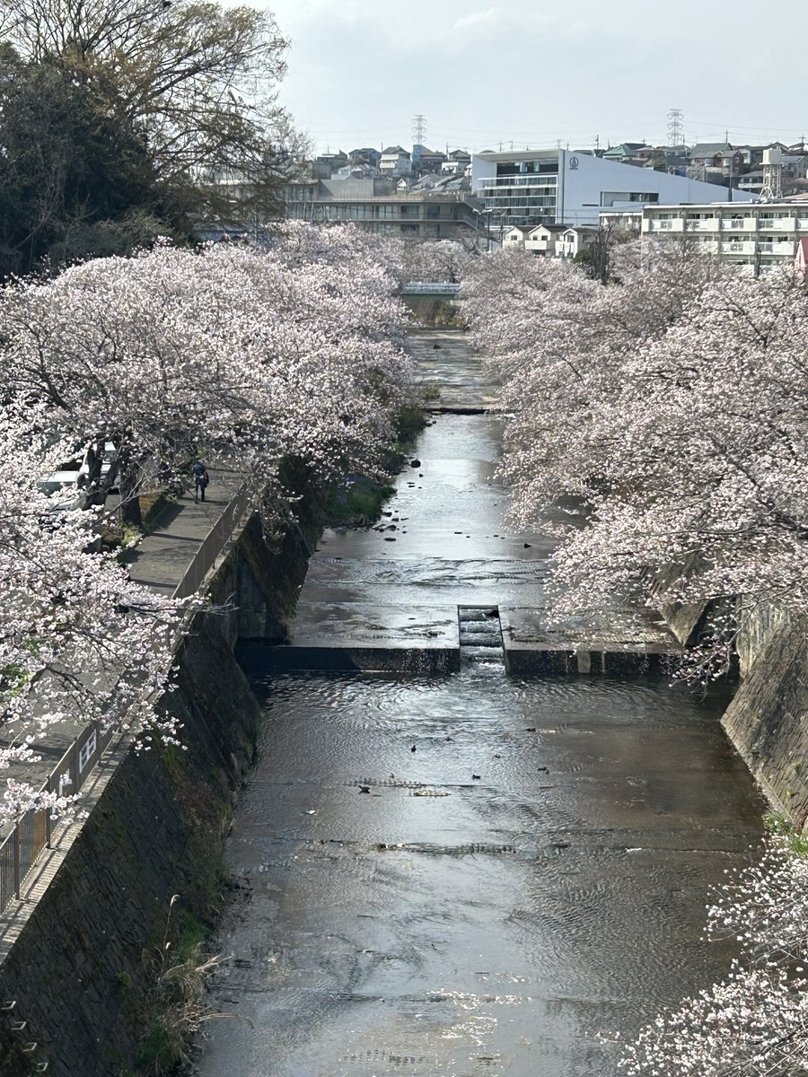 NODAmatsu's tweet photo. #MATIDA
町田市成瀬恩田川沿いの桜🌸
今年も綺麗に咲きました。
満開ちょっと前かな☺️ https://t.co/tV8oQPx3Lx