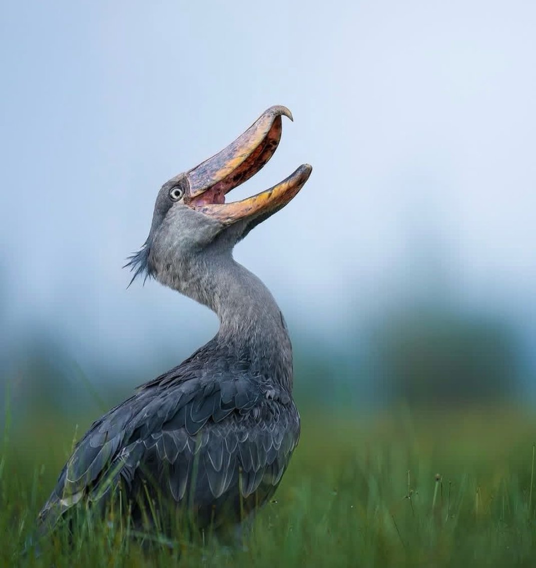 Nasasira Jerome 🇺🇬🇩🇪 tweet media