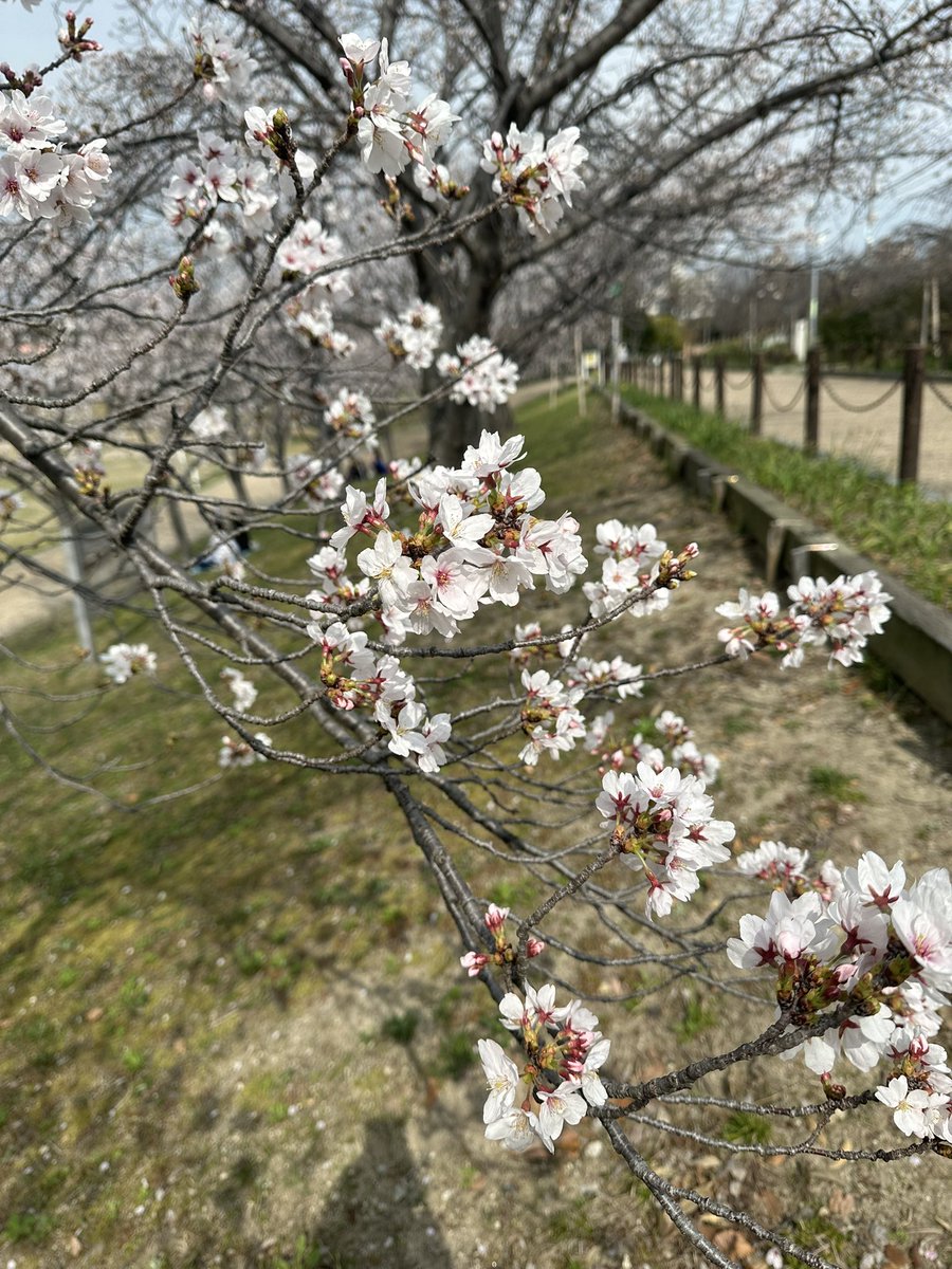 さくやてゃん🐇 tweet media