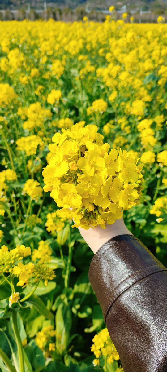 cydf528's tweet photo. The #air is filled with the #scent of #spring 🌼
It's the #golden fields stretching across the hills, the lively hum of bees.
Let your worries melt away into this #sea of #rapeseed #flowers. https://t.co/2ZdePedIgd