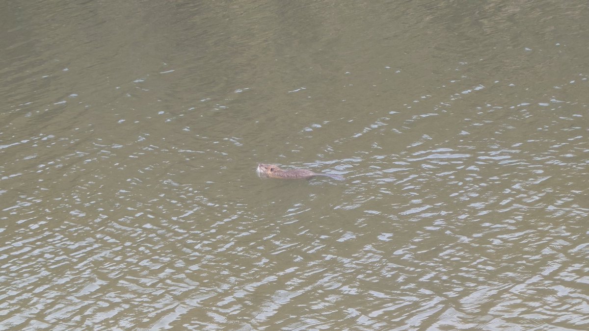 凄い！岡山！！
特定外来生物が普通に泳いでる！！(アカミミガメも居た
