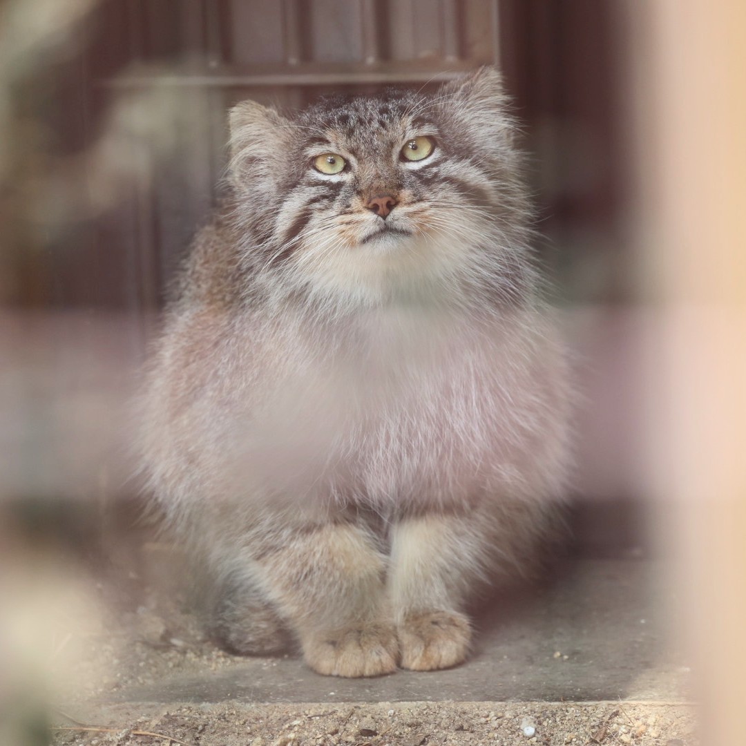 やまこじ tweet media