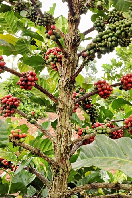 Amanz Willie LESLIE. tweet media