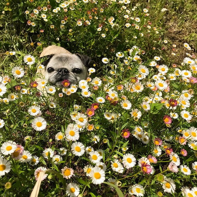 よしこ【5/24デザフェスB-438】 tweet media