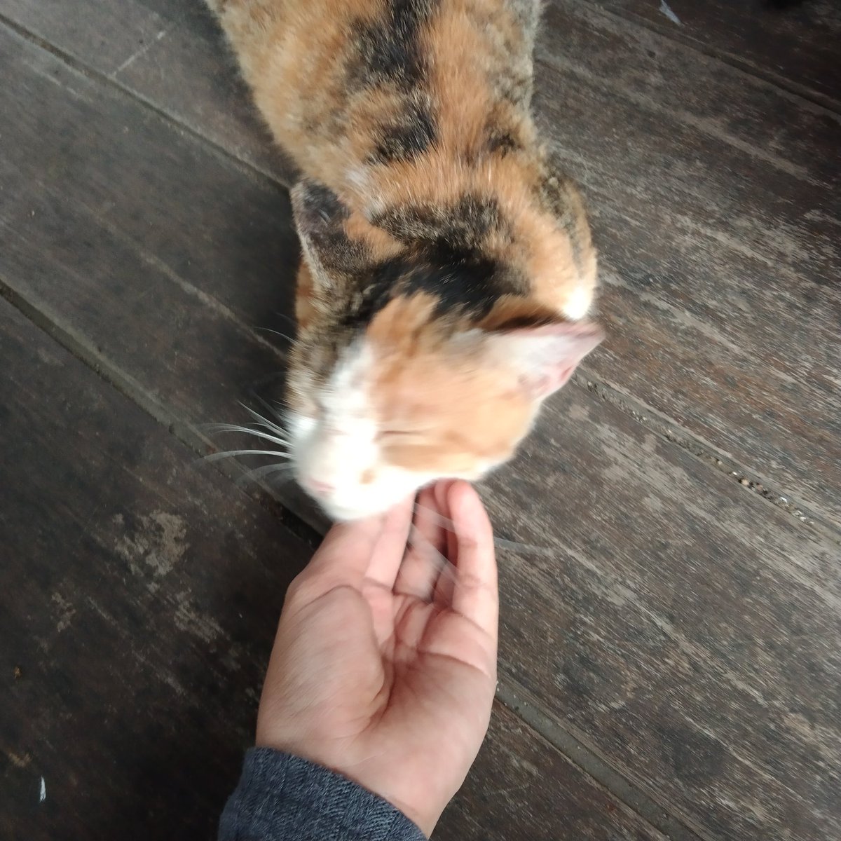 hani (tabah) tweet media