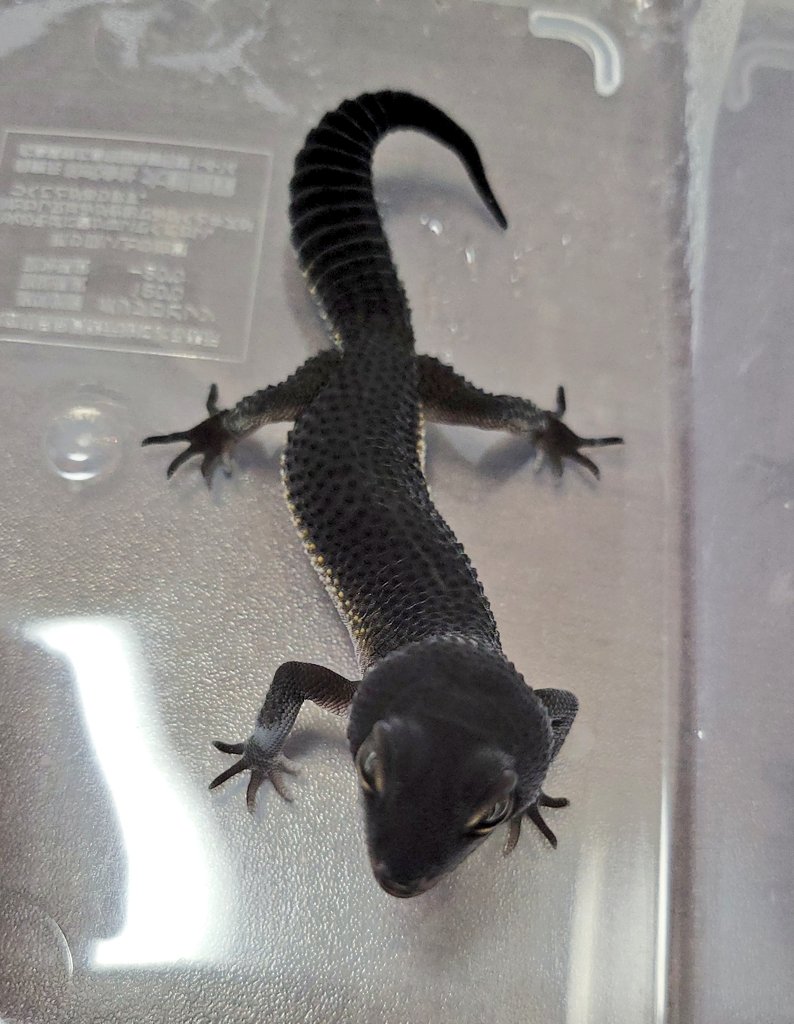 REPBUDDY入荷在庫案内 tweet media