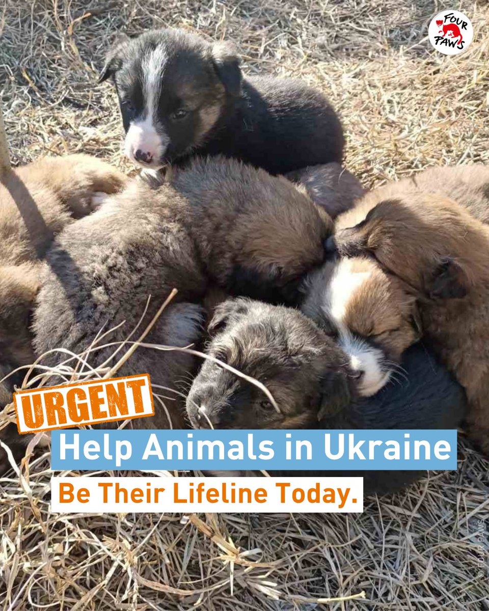 FOUR PAWS Australia tweet media