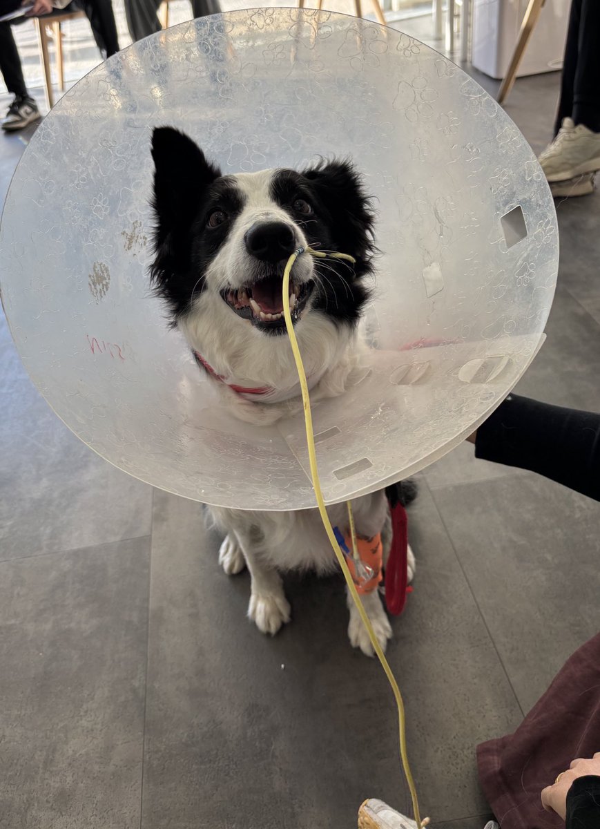 Rafael TGR tweet media