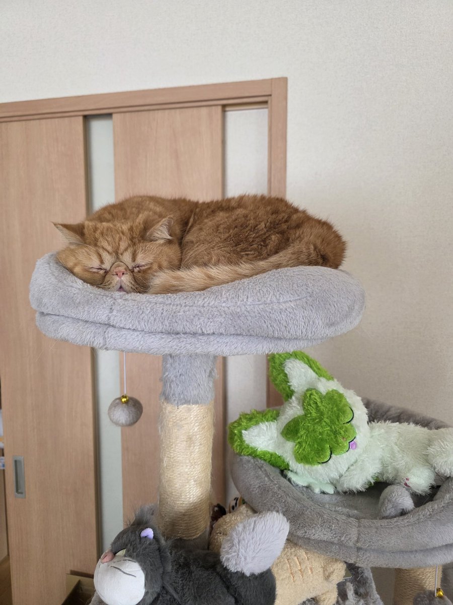 ひみがつ tweet media