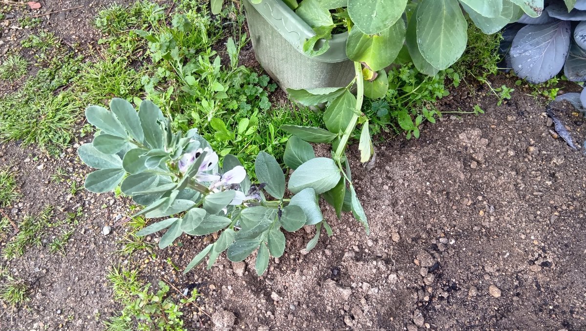 にぬき(SW) tweet media